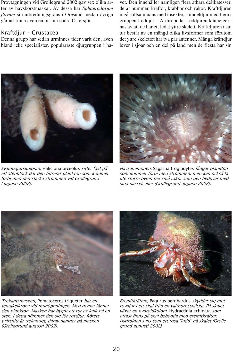 Den innehåller nämligen flera ätbara delikatesser, de är hummer, kräftor, krabbor och räkor. Kräftdjuren ingår tillsammans med insekter, spindeldjur med flera i gruppen Leddjur Arthropoda.