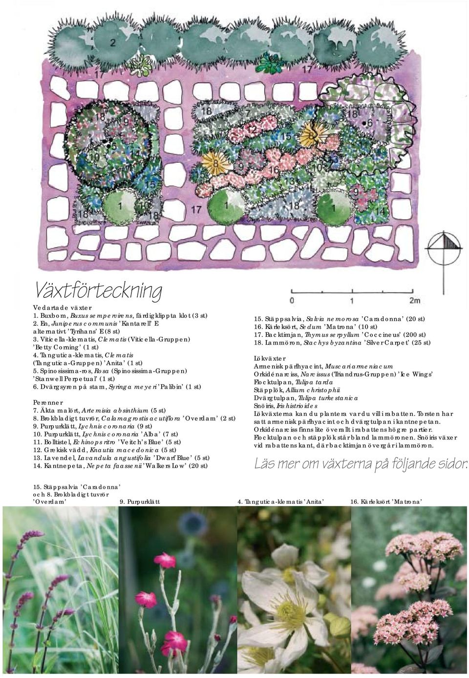 Spinosissima-ros, Rosa (Spinosissima-Gruppen) Stanwell Perpetual (1 st) 6. Dvärgsyren på stam, Syringa meyeri Palibin (1 st) Perenner 7. Äkta malört, Artemisia absinthium (5 st) 8.