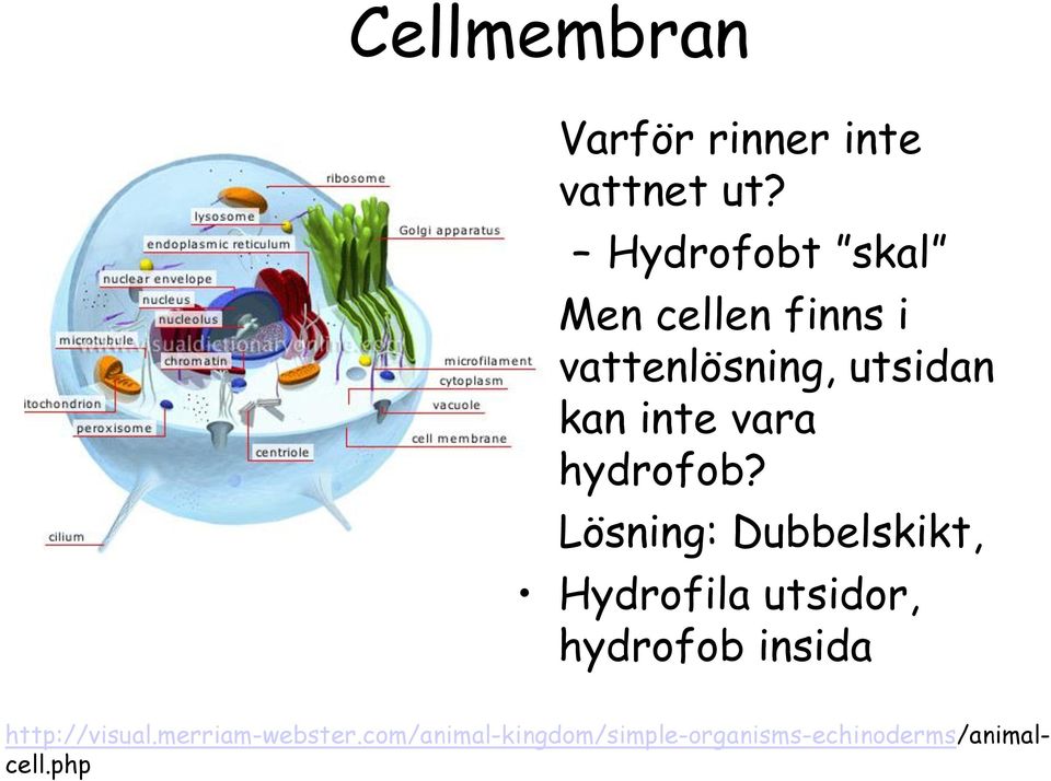 vara hydrofob?