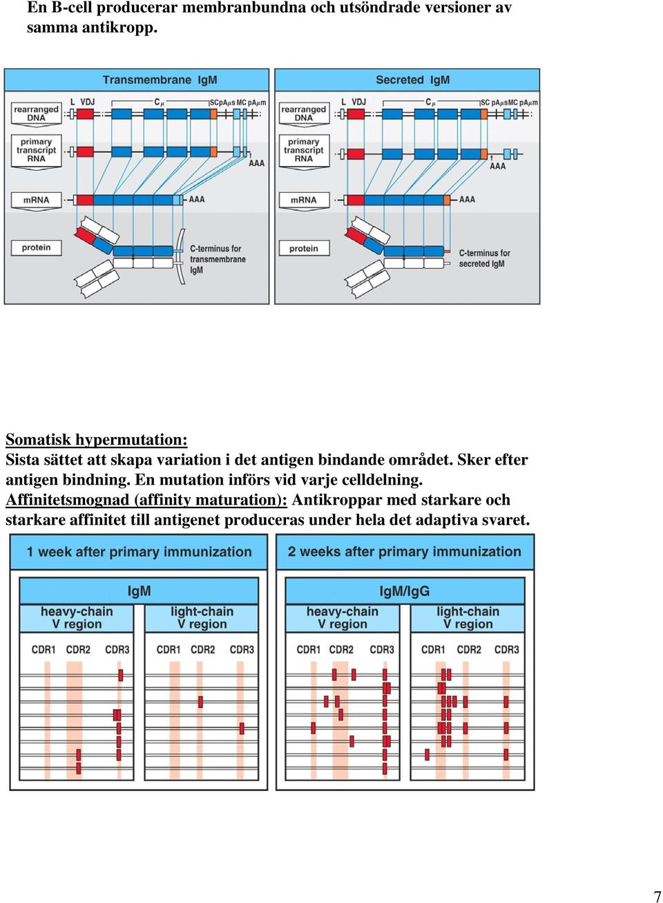 Sker efter antigen bindning. En mutation införs vid varje celldelning.