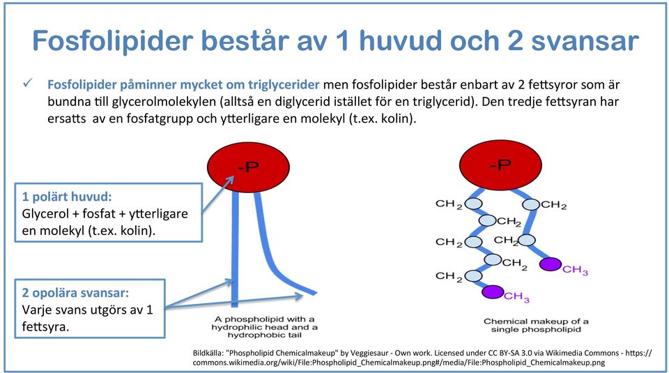 1 plärt huvud: Glycerl + fsfat + y;erligare en mlekyl (t.ex. klin). 2 plära svansar: Varje svans utgörs av 1 fe;syra.