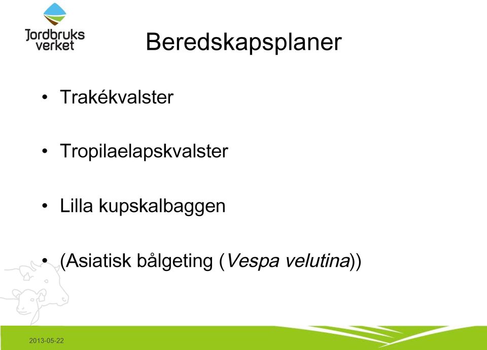 Tropilaelapskvalster Lilla