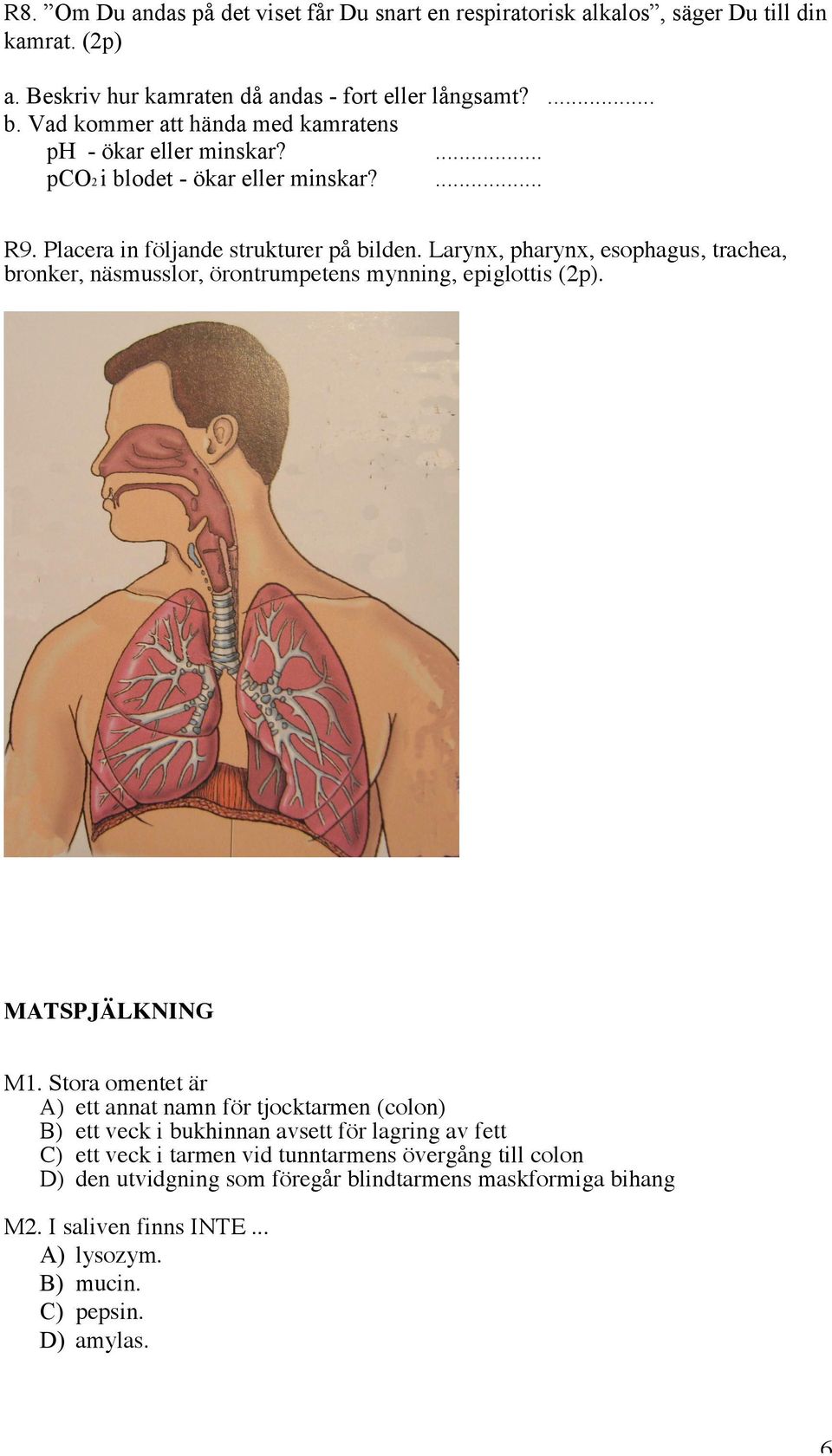 Larynx, pharynx, esophagus, trachea, bronker, näsmusslor, örontrumpetens mynning, epiglottis (2p). MATSPJÄLKNING M1.
