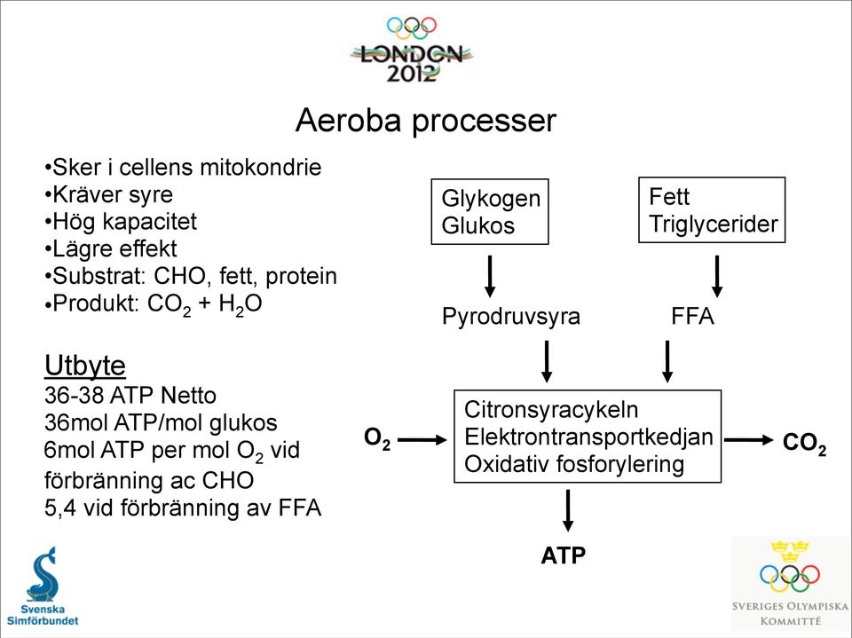 Utbyte 36-38 ATP Netto 36mol ATP/mol glukos 6mol ATP per mol O 2 vid förbränning ac CHO 5,4