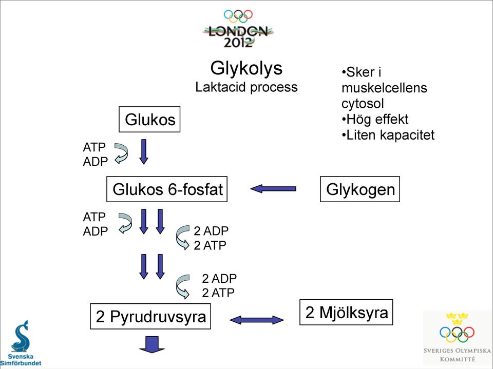 Liten kapacitet Glukos 6-fosfat Glykogen ATP