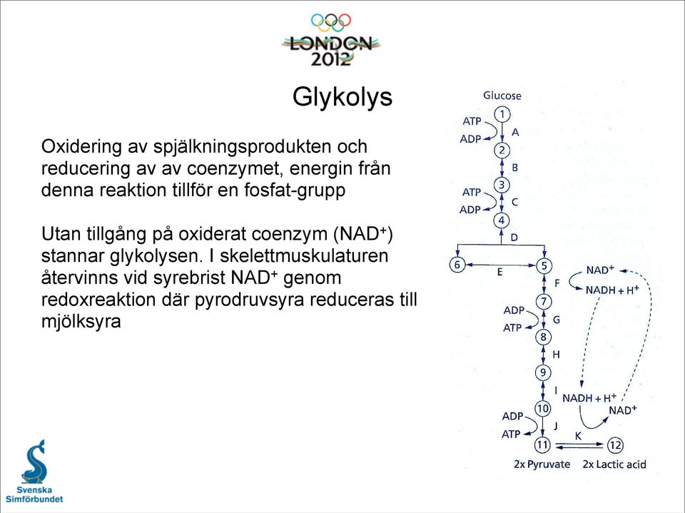 oxiderat coenzym (NAD + ) stannar glykolysen.