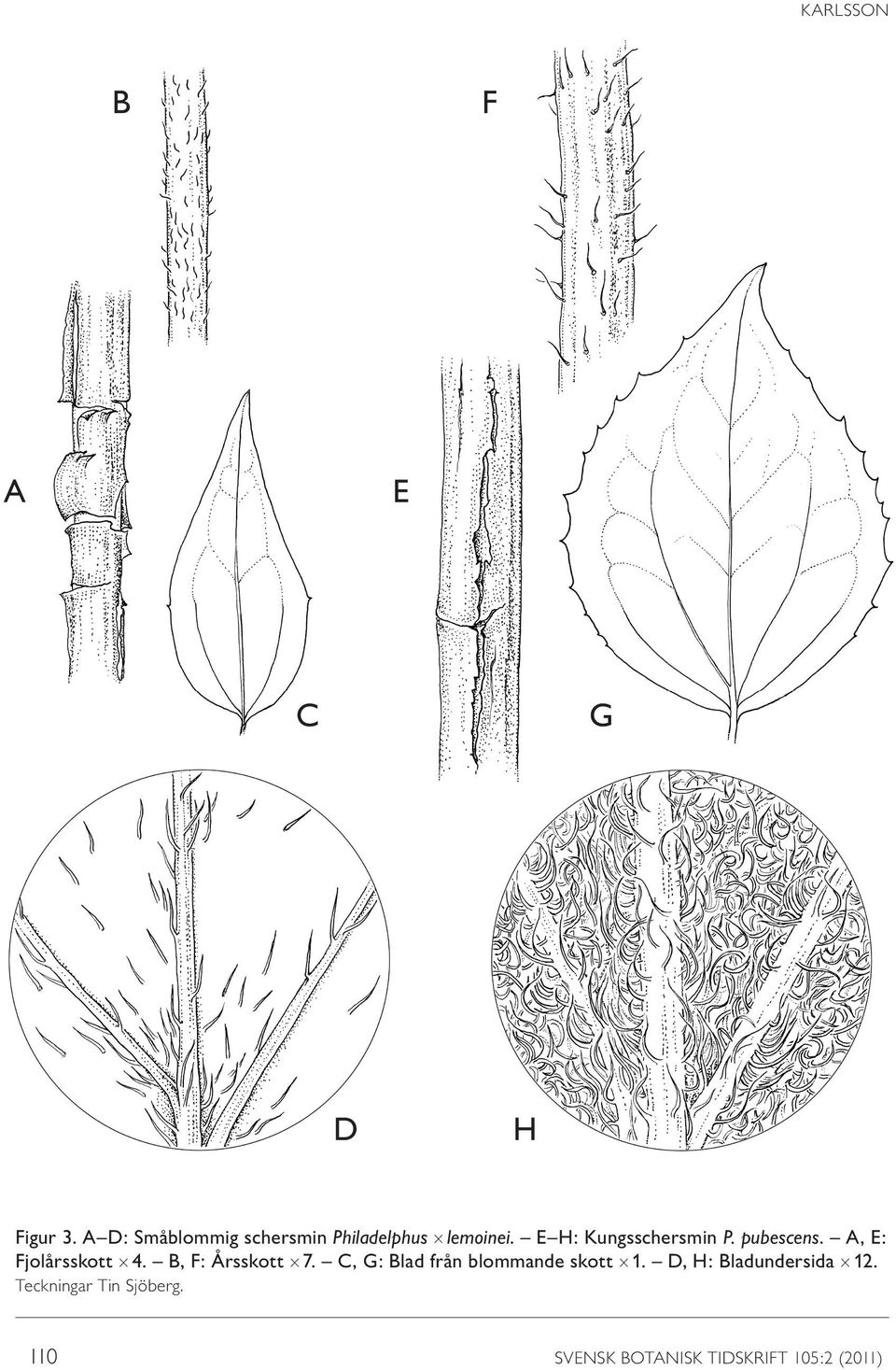 pubescens. A, E: Fjolårsskott 4. B, F: Årsskott 7.