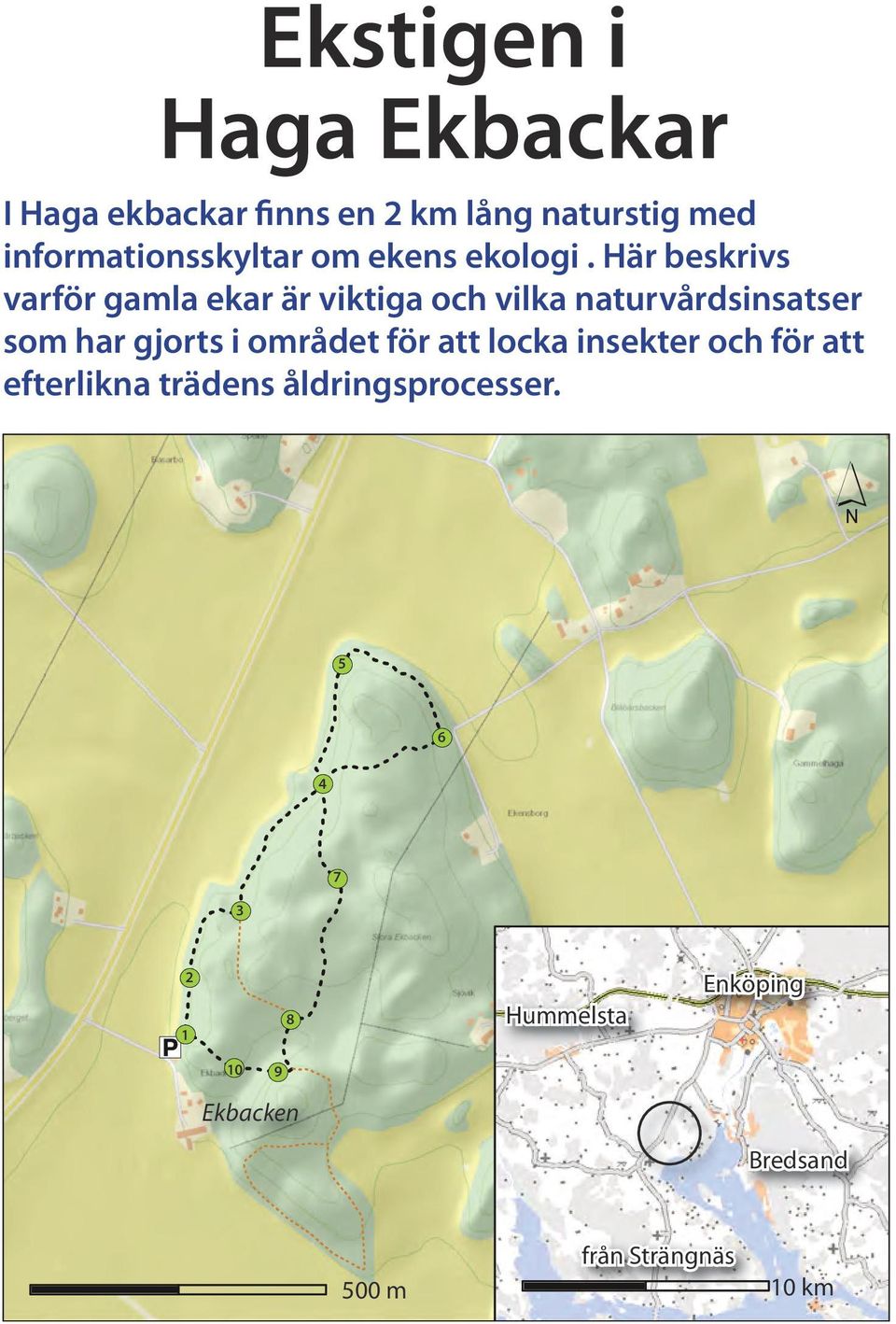 Här beskrivs varför gamla ekar är viktiga och vilka naturvårdsinsatser som har gjorts i området