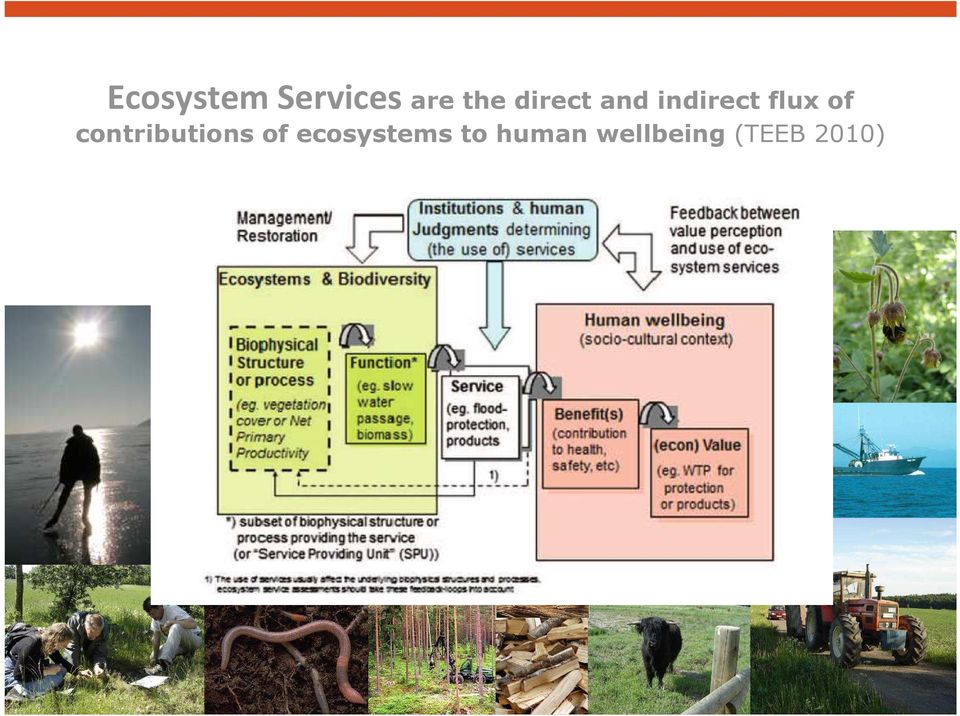 contributions of ecosystems