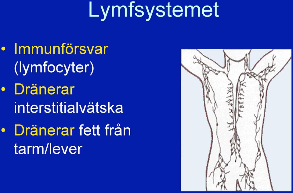 (lymfocyter) Dränerar
