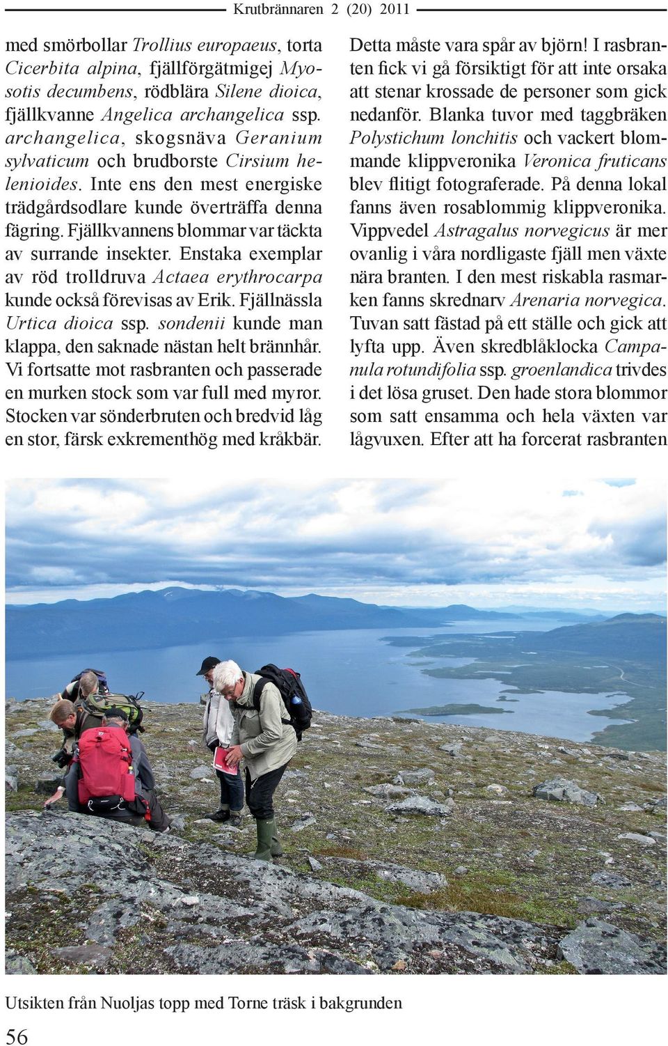 Fjällkvannens blommar var täckta av surrande insekter. Enstaka exemplar av röd trolldruva Actaea erythrocarpa kunde också förevisas av Erik. Fjällnässla Urtica dioica ssp.