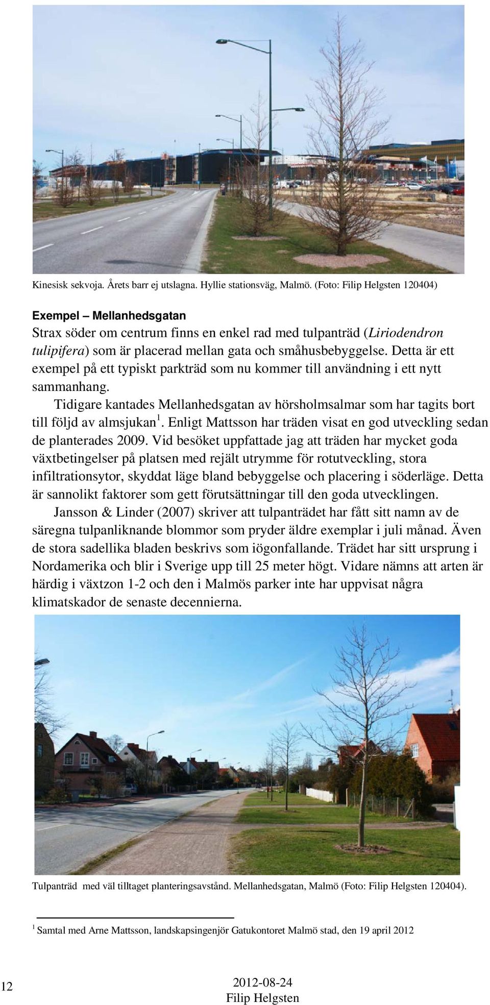Detta är ett exempel på ett typiskt parkträd som nu kommer till användning i ett nytt sammanhang. Tidigare kantades Mellanhedsgatan av hörsholmsalmar som har tagits bort till följd av almsjukan 1.