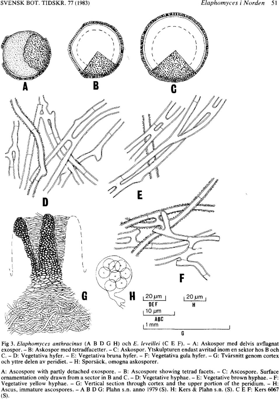 - F: Vegetativa gula hyfer. - G: Tvärsnitt genom cortex och yttre delen av peridiet. - H: Sporsäck, omogna askosporer. A: Ascospore with partiy detached exospore. - B: Ascospore showing tetrad facets.
