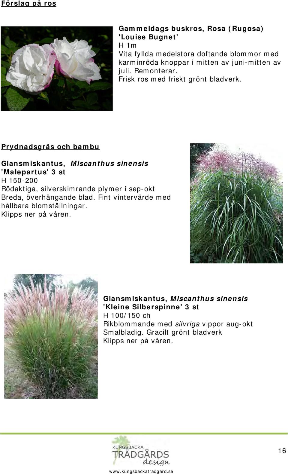 Prydnadsgräs och bambu Glansmiskantus, Miscanthus sinensis 'Malepartus' 3 st H 150-200 Rödaktiga, silverskimrande plymer i sep-okt Breda, överhängande