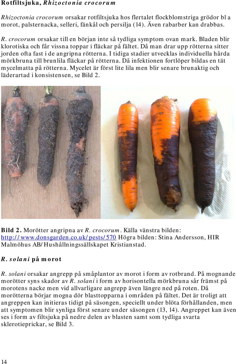 Då man drar upp rötterna sitter jorden ofta fast i de angripna rötterna. I tidiga stadier utvecklas individuella hårda mörkbruna till brunlila fläckar på rötterna.