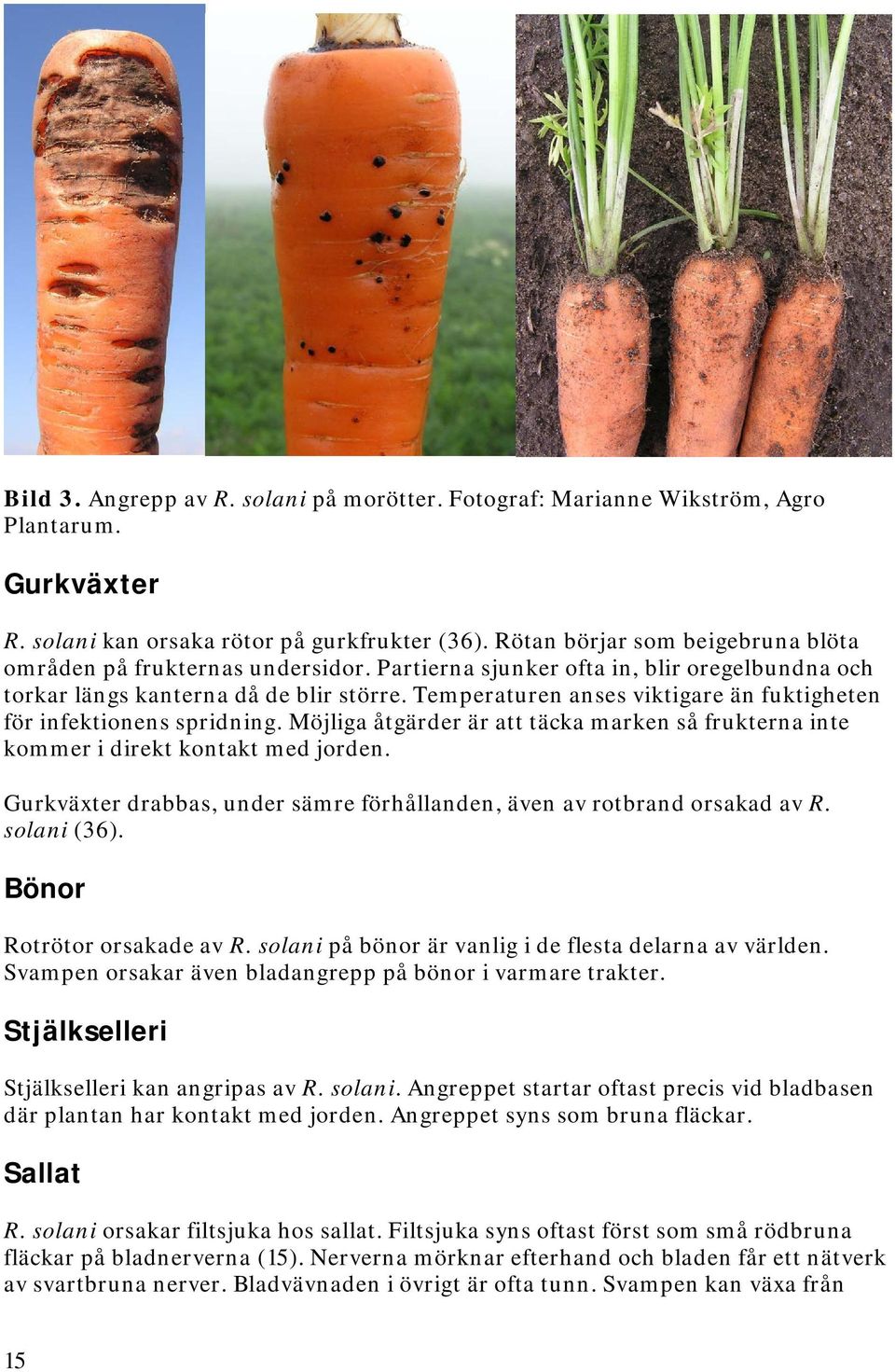 Temperaturen anses viktigare än fuktigheten för infektionens spridning. Möjliga åtgärder är att täcka marken så frukterna inte kommer i direkt kontakt med jorden.