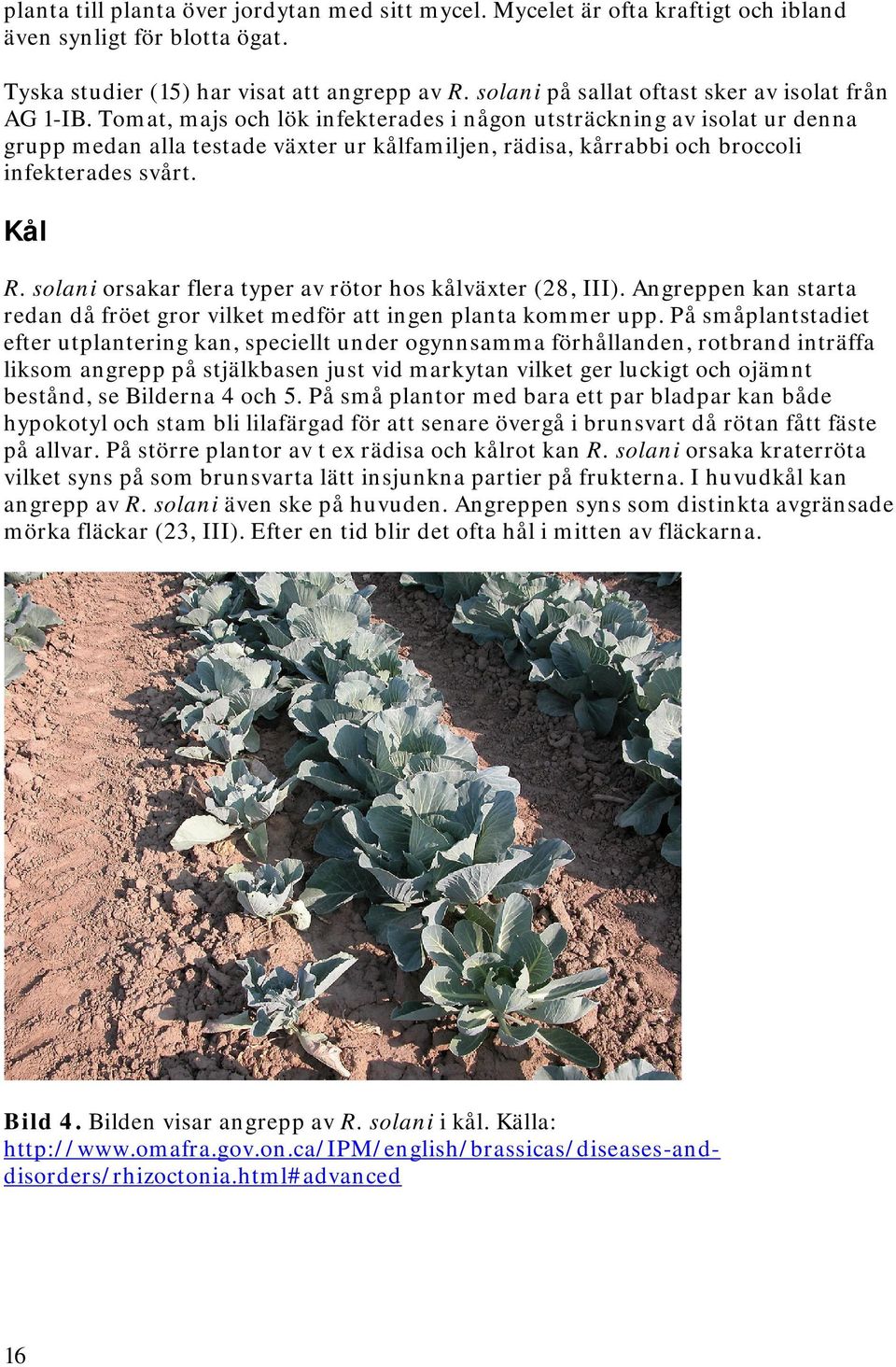 Tomat, majs och lök infekterades i någon utsträckning av isolat ur denna grupp medan alla testade växter ur kålfamiljen, rädisa, kårrabbi och broccoli infekterades svårt. Kål R.