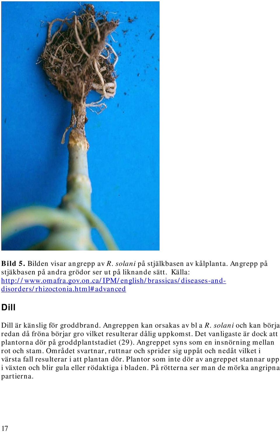 solani och kan börja redan då fröna börjar gro vilket resulterar dålig uppkomst. Det vanligaste är dock att plantorna dör på groddplantstadiet (29).