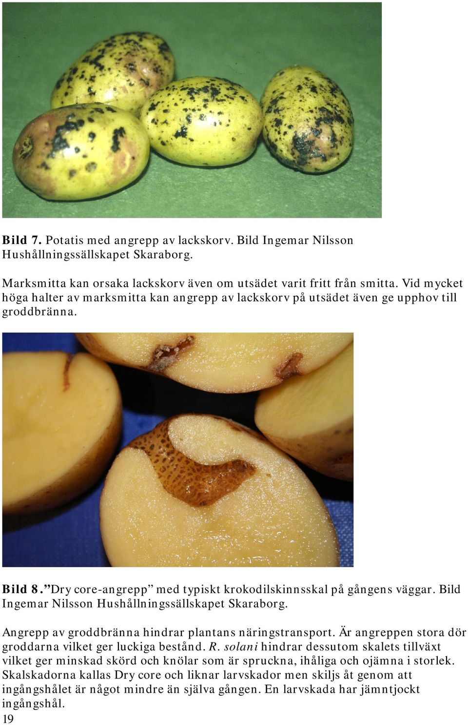 Bild Ingemar Nilsson Hushållningssällskapet Skaraborg. Angrepp av groddbränna hindrar plantans näringstransport. Är angreppen stora dör groddarna vilket ger luckiga bestånd. R.