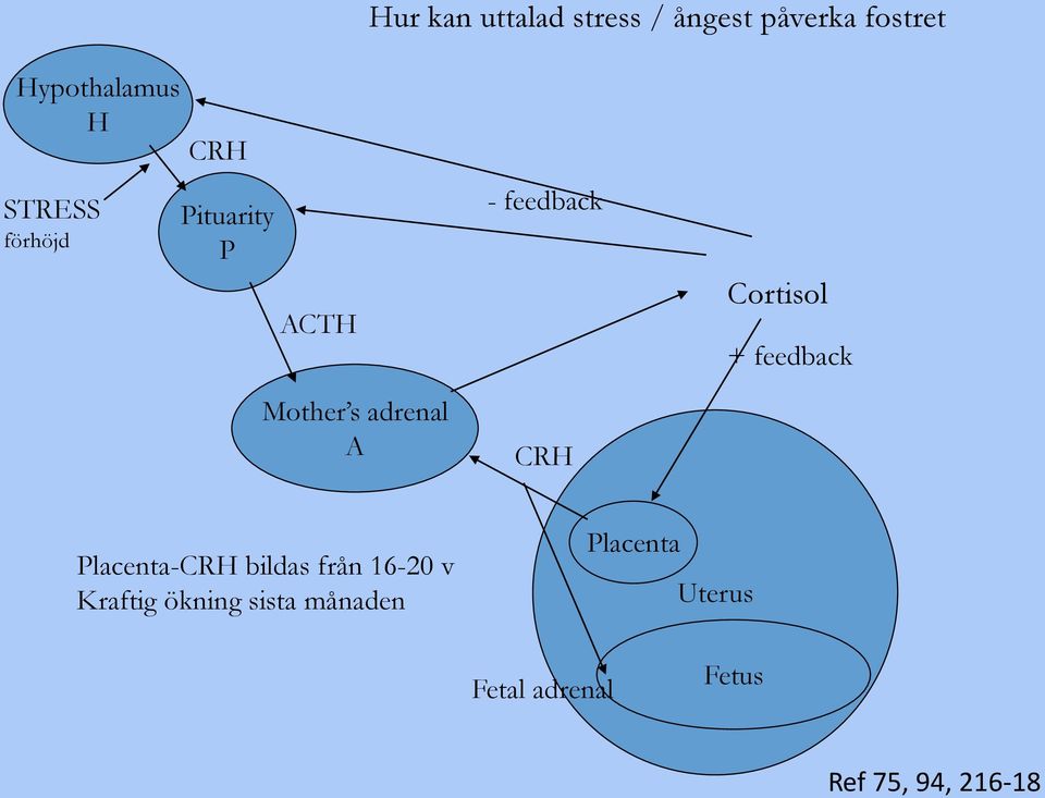 CRH Cortisol + feedback Placenta-CRH bildas från 16-20 v Kraftig