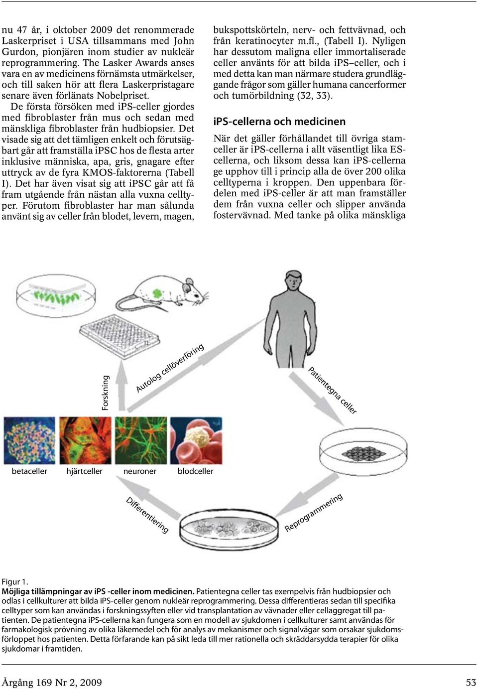 De första försöken med ips-celler gjordes med fibroblaster från mus och sedan med mänskliga fibroblaster från hudbiopsier.