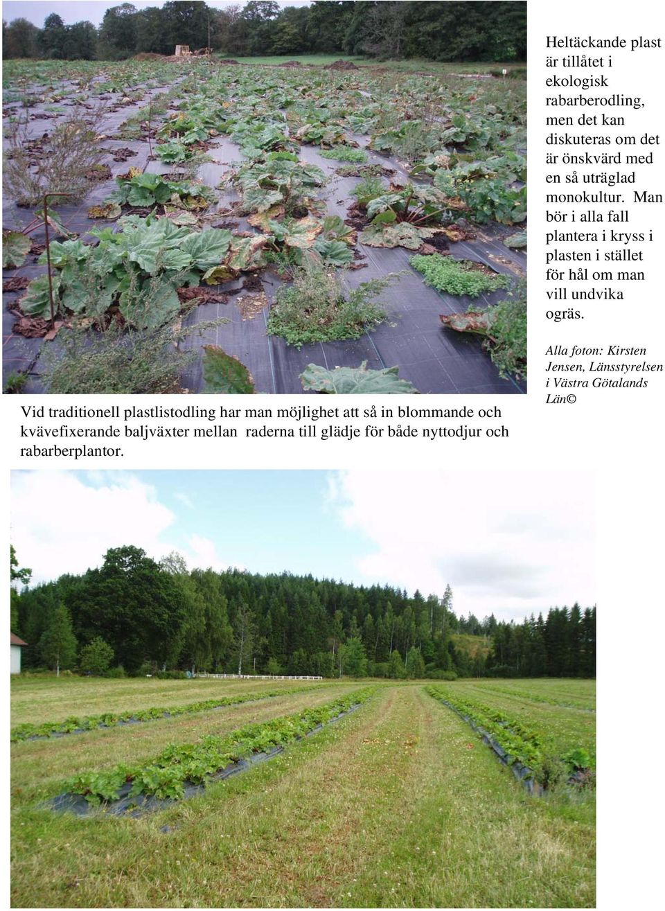 Vid traditionell plastlistodling har man möjlighet att så in blommande och kvävefixerande baljväxter mellan