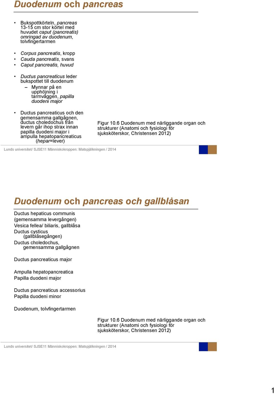 från levern går ihop strax innan papilla duodeni major i ampulla hepatopancreaticus (hepar=lever) Figur 10.