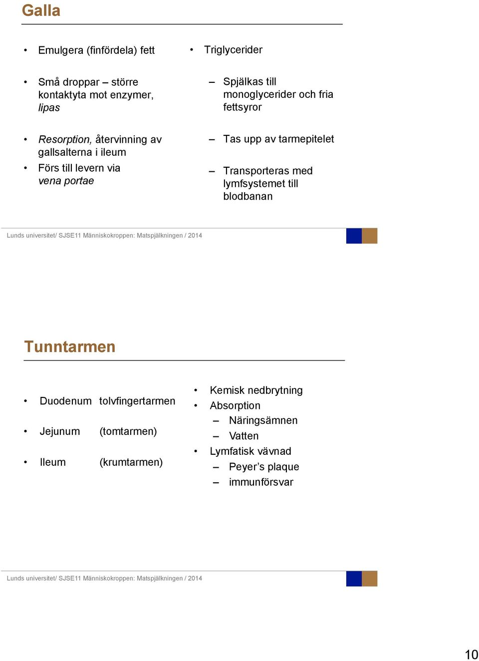Tas upp av tarmepitelet Transporteras med lymfsystemet till blodbanan Tunntarmen Duodenum tolvfingertarmen Jejunum