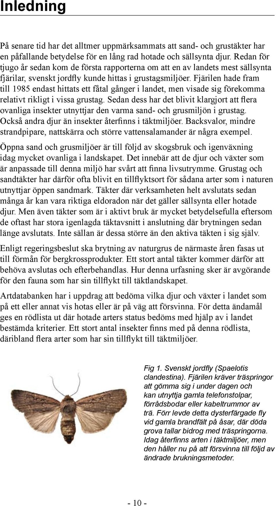Fjärilen hade fram till 1985 endast hittats ett fåtal gånger i landet, men visade sig förekomma relativt rikligt i vissa grustag.