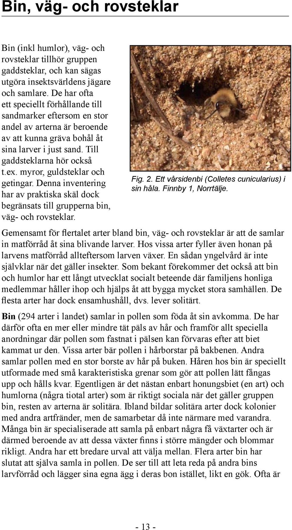myror, guldsteklar och getingar. Denna inventering har av praktiska skäl dock begränsats till grupperna bin, väg- och rovsteklar. Fig. 2. Ett vårsidenbi (Colletes cunicularius) i sin håla.