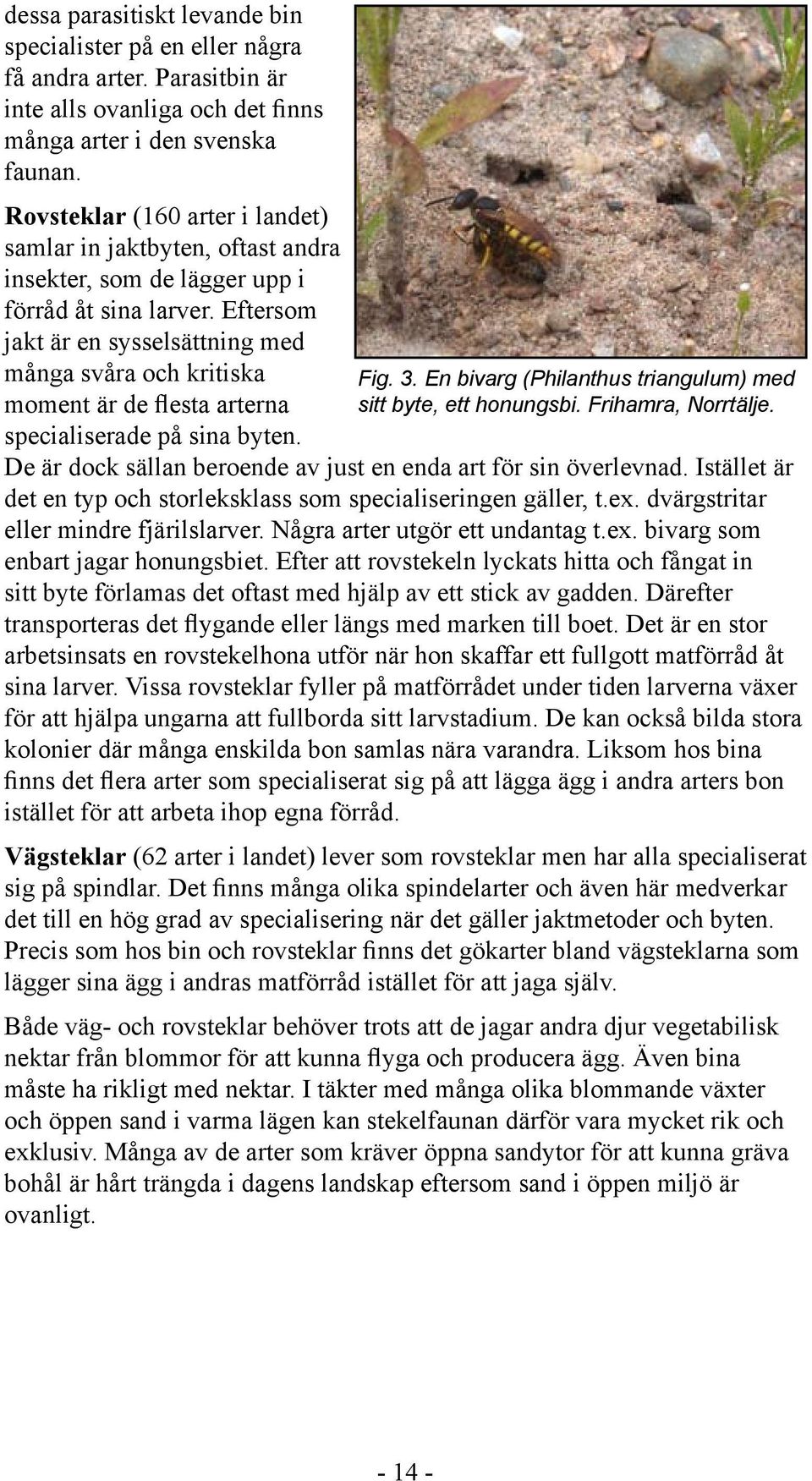 Eftersom jakt är en sysselsättning med många svåra och kritiska moment är de flesta arterna specialiserade på sina byten. Fig. 3. En bivarg (Philanthus triangulum) med sitt byte, ett honungsbi.