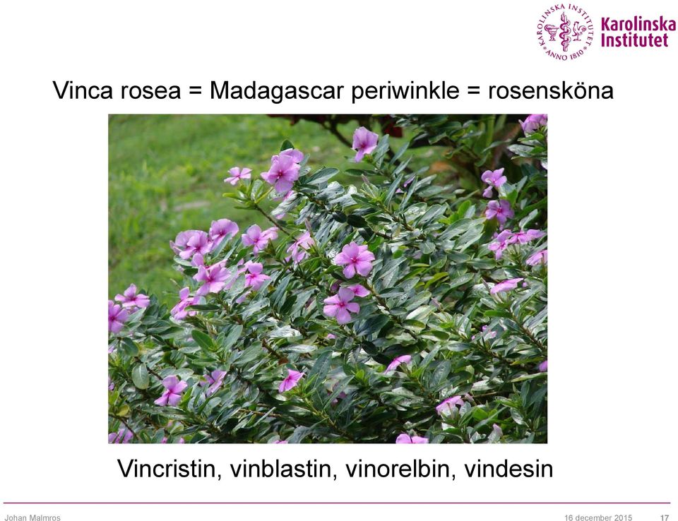 Vincristin, vinblastin,