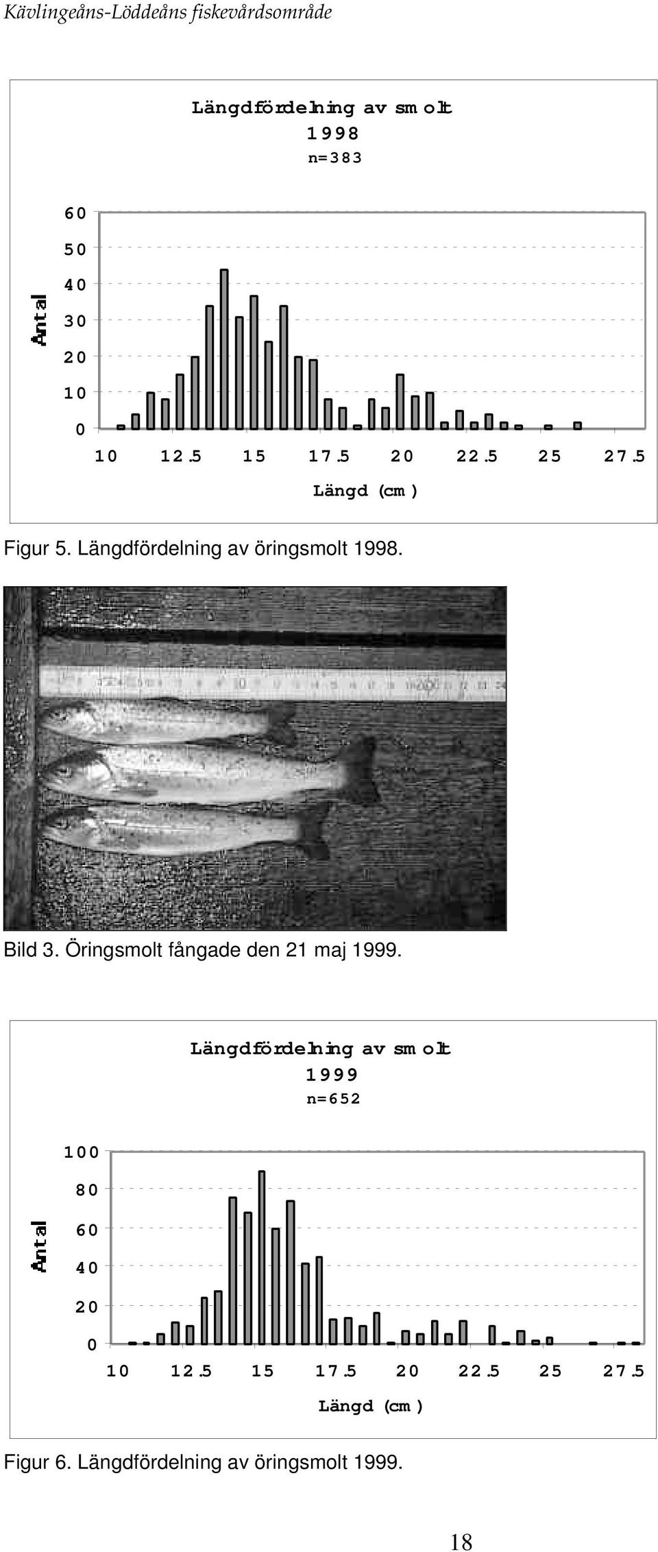 Öringsmolt fångade den 21 maj 1999.