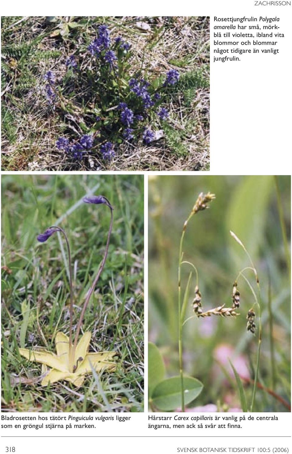 Bladrosetten hos tätört Pinguicula vulgaris ligger som en gröngul stjärna på marken.
