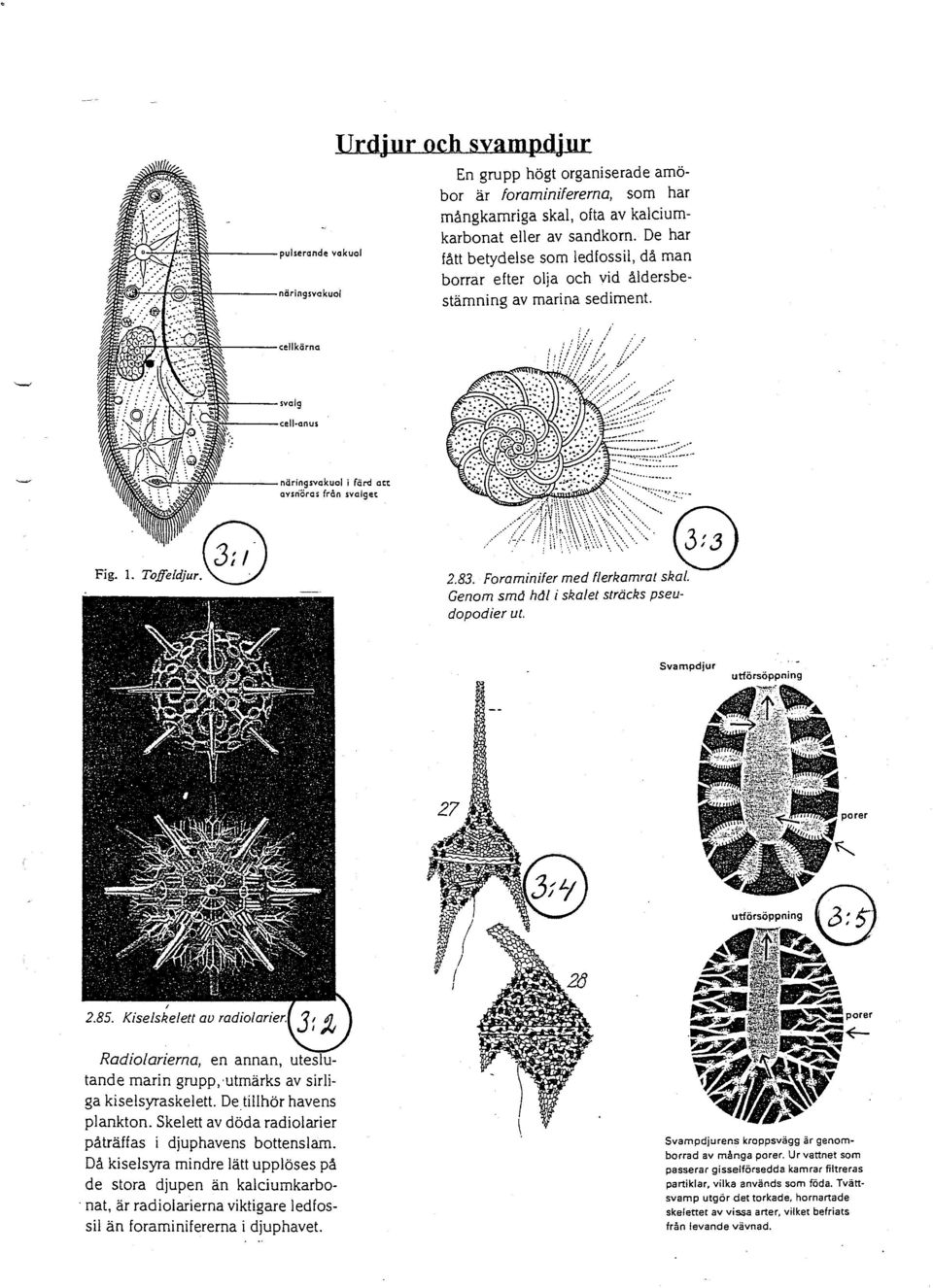De har fått betydelse som ledfossil, då man borrar efter olja och vid åldersbestämning av marina sediment. '-'\Q(~/-+~~ ~---cellkärno +~~---svai9 ~--cell-anus Fig. 1. 9 TOffeldjur.