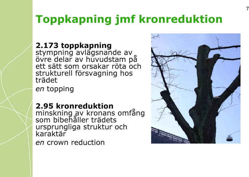 sätt som orsakar röta och strukturell försvagning hos trädet en topping 2.