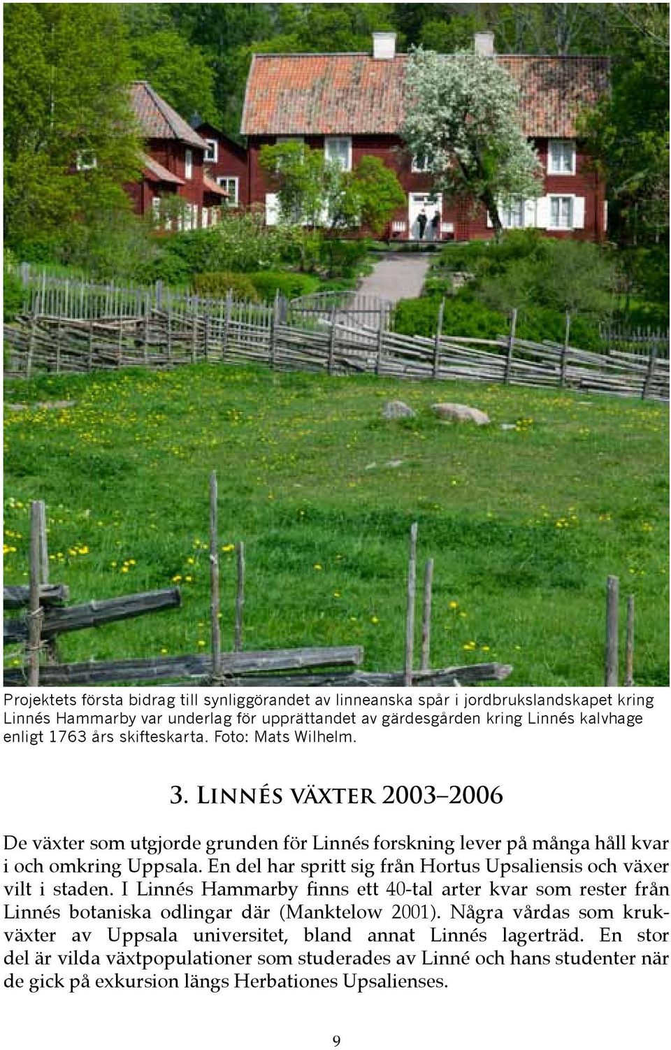 En del har spritt sig från Hortus Upsaliensis och växer vilt i staden. I Linnés Hammarby finns ett 40-tal arter kvar som rester från Linnés botaniska odlingar där (Manktelow 2001).