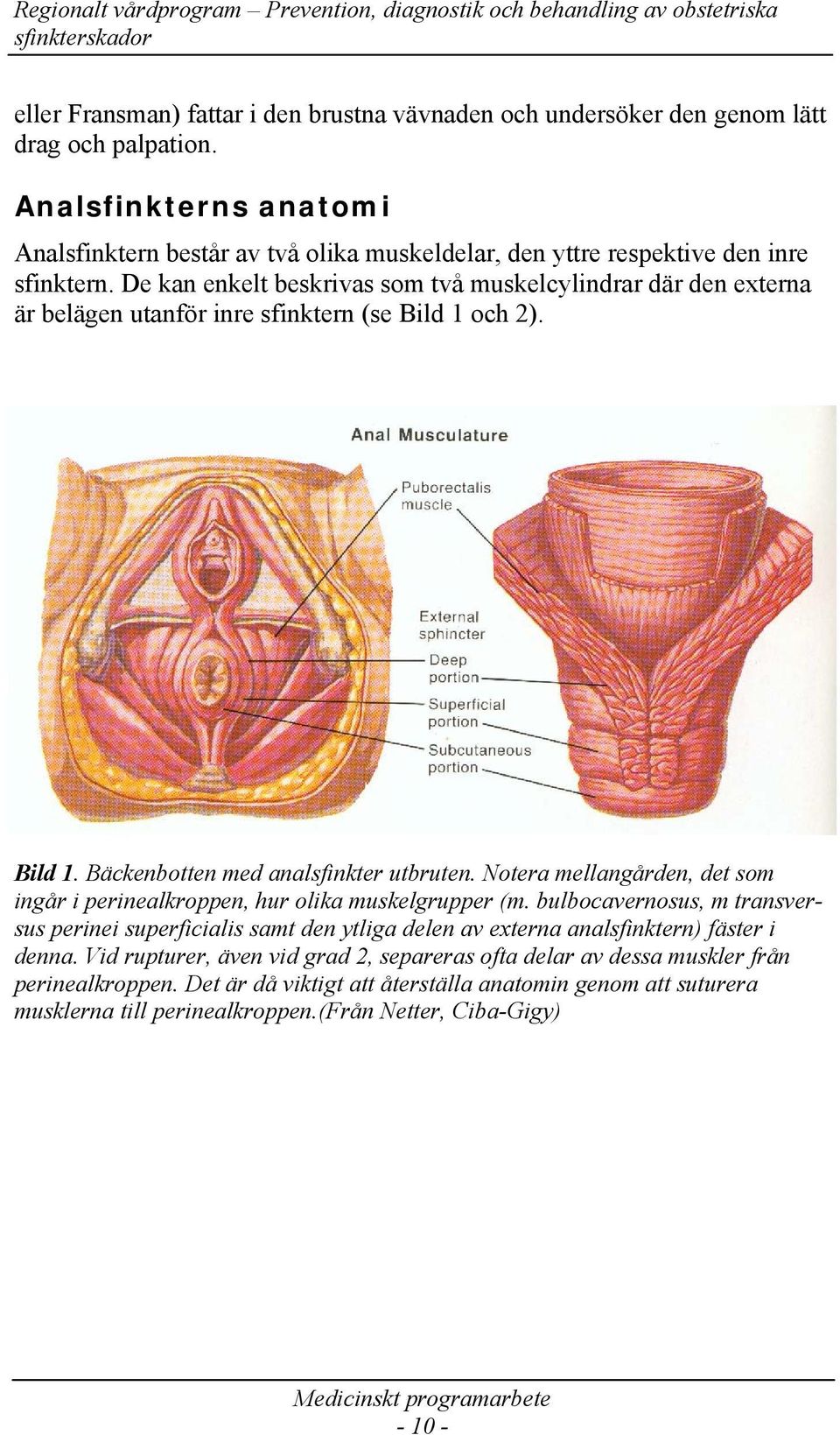 De kan enkelt beskrivas som två muskelcylindrar där den externa är belägen utanför inre sfinktern (se Bild 1 och 2). Bild 1. Bäckenbotten med analsfinkter utbruten.