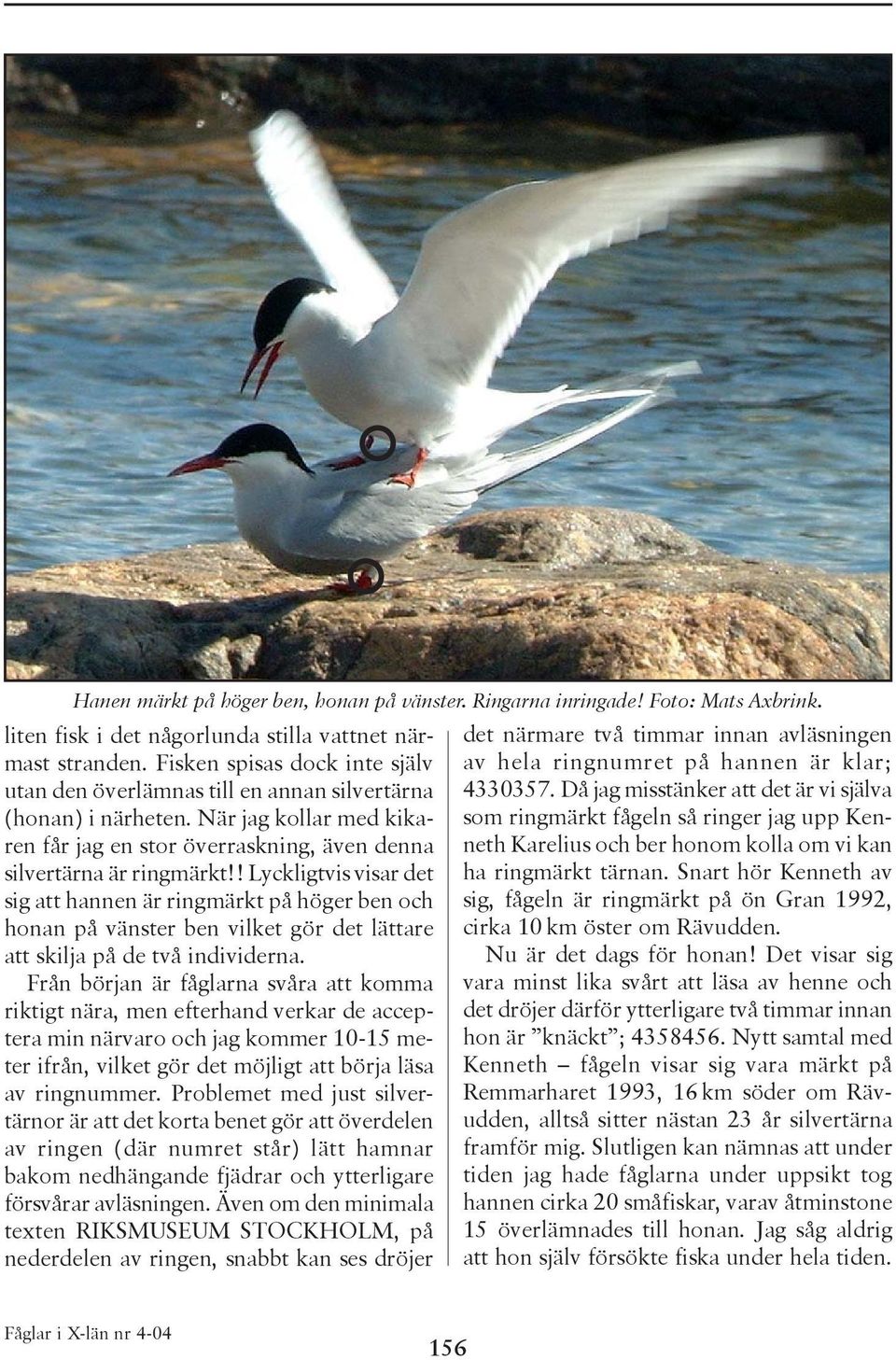 ! Lyckligtvis visar det sig att hannen är ringmärkt på höger ben och honan på vänster ben vilket gör det lättare att skilja på de två individerna.