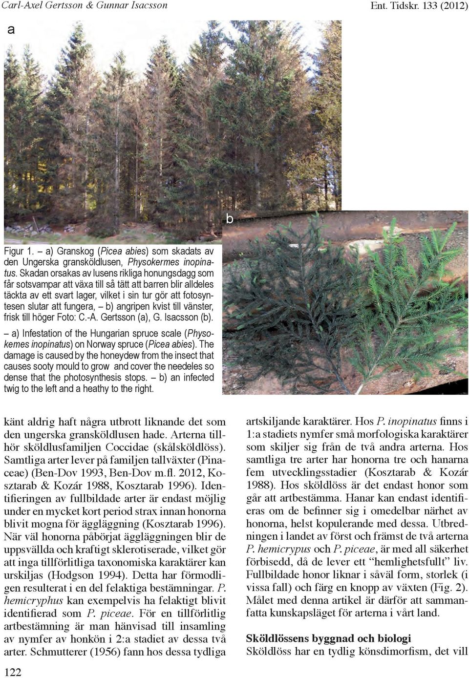 angripen kvist till vänster, frisk till höger Foto: C.-A. Gertsson (a), G. Isacsson (b). a) Infestation of the Hungarian spruce scale (Physokemes inopinatus) on Norway spruce (Picea abies).