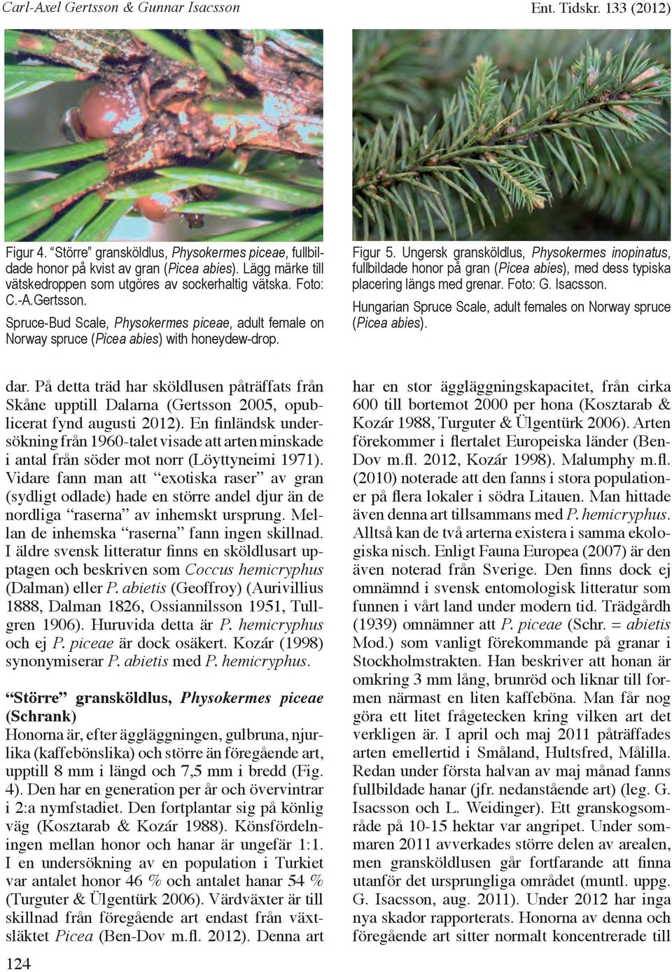 Ungersk gransköldlus, Physokermes inopinatus, fullbildade honor på gran (Picea abies), med dess typiska placering längs med grenar. Foto: G. Isacsson.