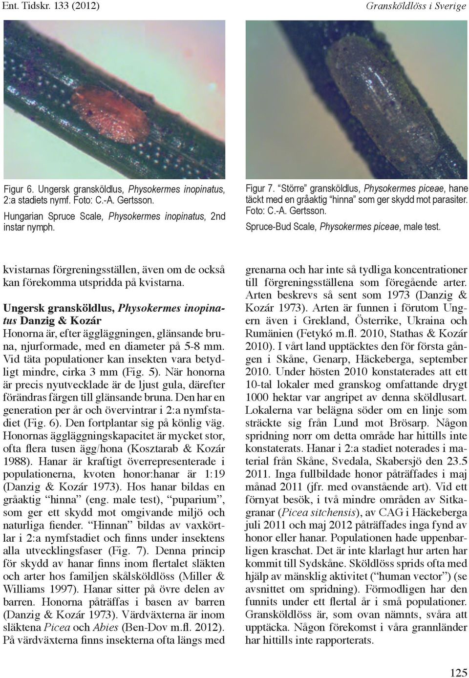 Spruce-Bud Scale, Physokermes piceae, male test. kvistarnas förgreningsställen, även om de också kan förekomma utspridda på kvistarna.