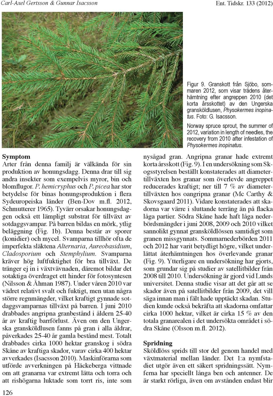 Tyvärr orsakar honungsdaggen också ett lämpligt substrat för tillväxt av sotdaggsvampar. På barren bildas en mörk, ytlig beläggning (Fig. 1b). Denna består av sporer (konidier) och mycel.