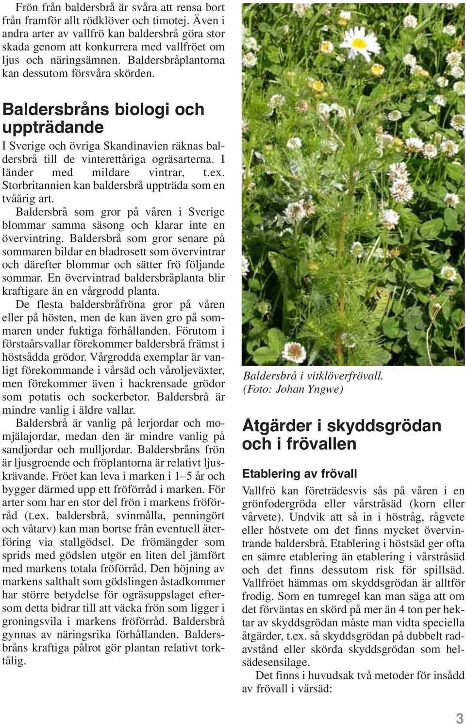 Baldersbråns biologi och uppträdande I Sverige och övriga Skandinavien räknas baldersbrå till de vinterettåriga ogräsarterna. I länder med mildare vintrar, t.ex.