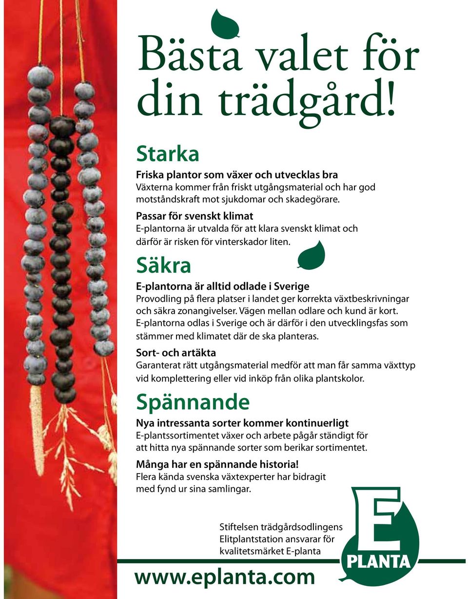 Säkra E-plantorna är alltid odlade i Sverige Provodling på flera platser i landet ger korrekta växtbeskrivningar och säkra zonangivelser. Vägen mellan odlare och kund är kort.