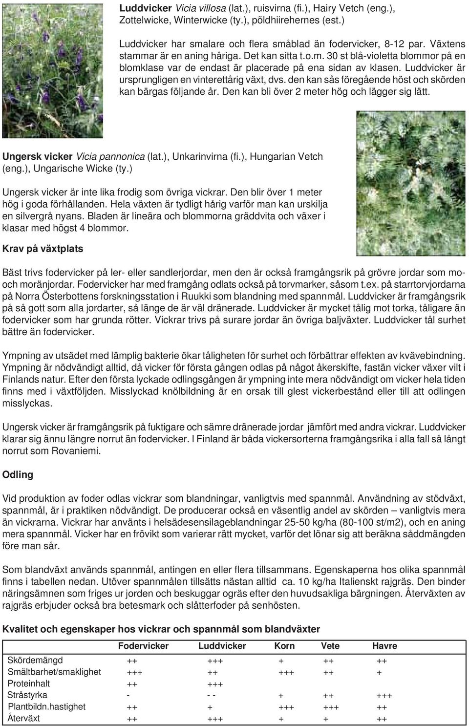 Luddvicker är ursprungligen en vinterettårig växt, dvs. den kan sås föregående höst och skörden kan bärgas följande år. Den kan bli över 2 meter hög och lägger sig lätt.