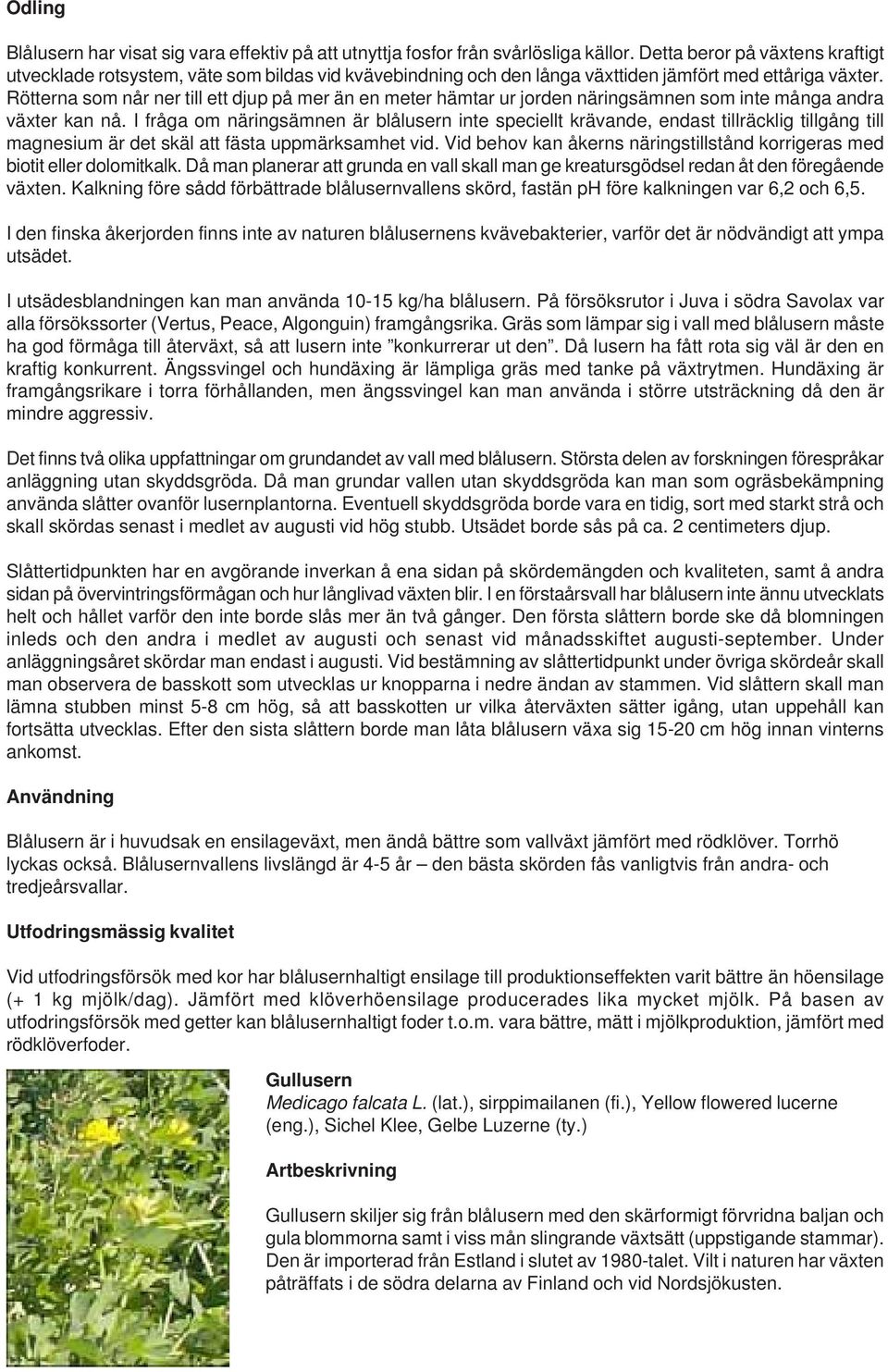 Rötterna som når ner till ett djup på mer än en meter hämtar ur jorden näringsämnen som inte många andra växter kan nå.