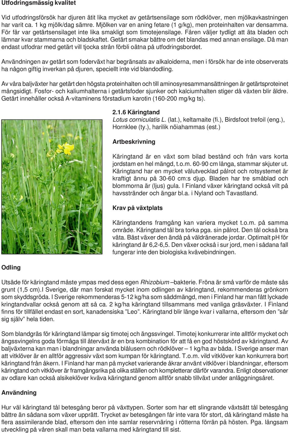 Fåren väljer tydligt att äta bladen och lämnar kvar stammarna och bladskaftet. Getärt smakar bättre om det blandas med annan ensilage.
