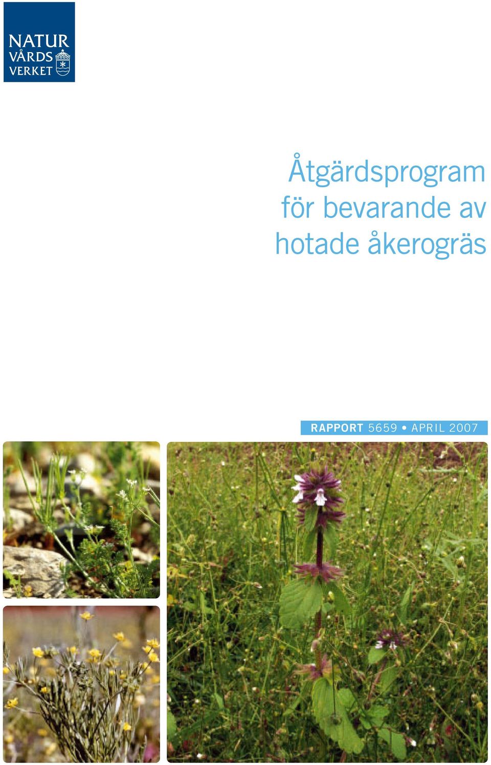 hotade åkerogräs