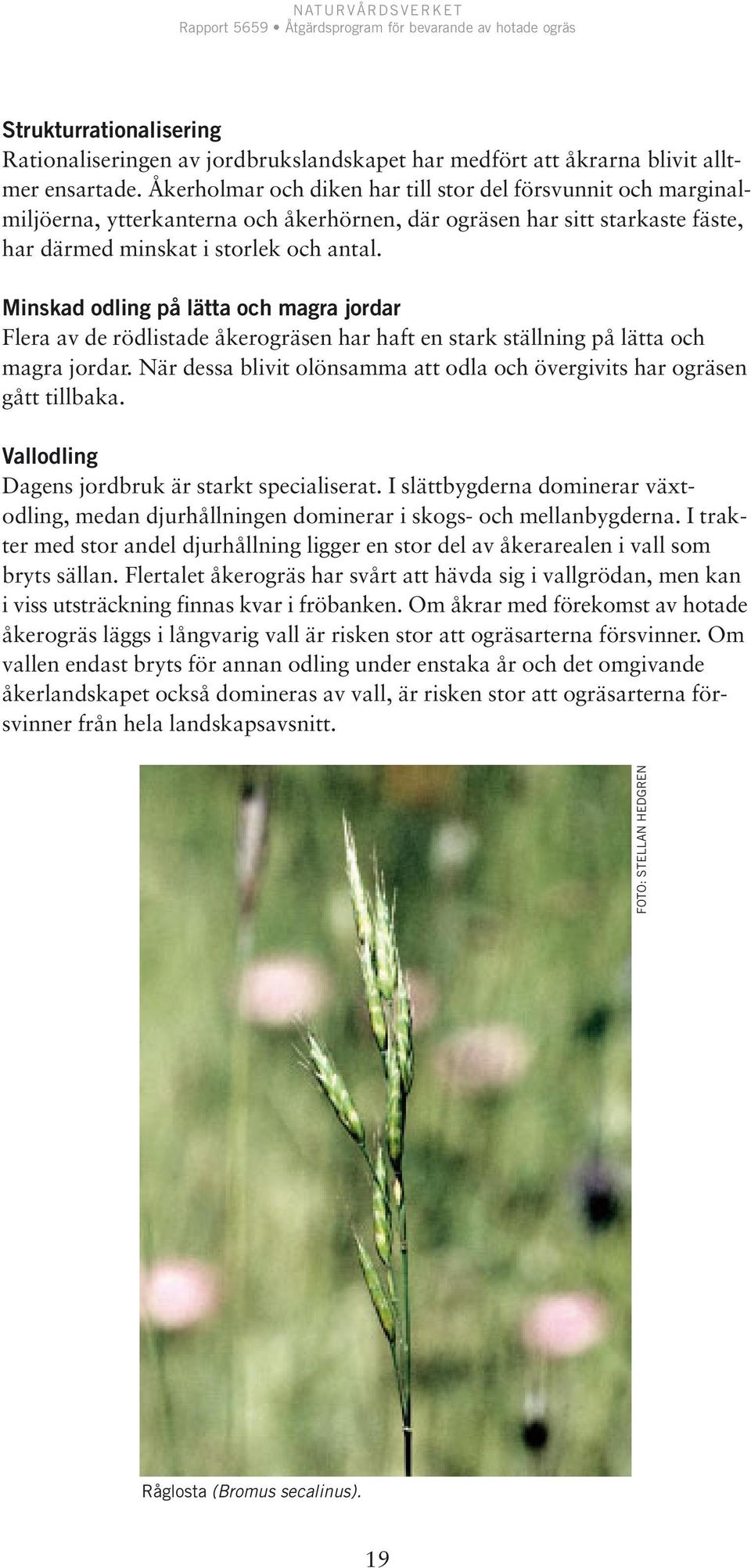 Minskad odling på lätta och magra jordar Flera av de rödlistade åkerogräsen har haft en stark ställning på lätta och magra jordar.